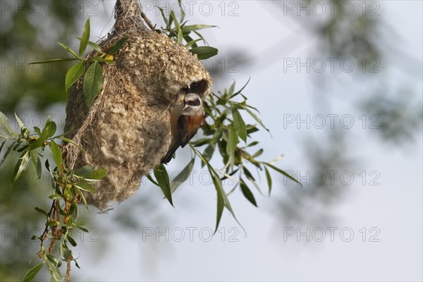 Penduline Tit (Remiz pendulinus)