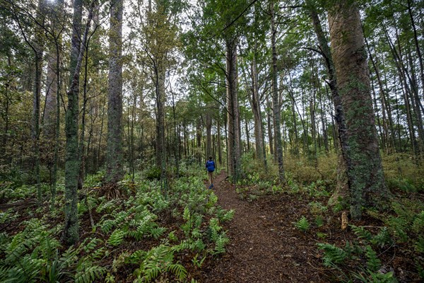 Young man walks on trail through Kauri Forest