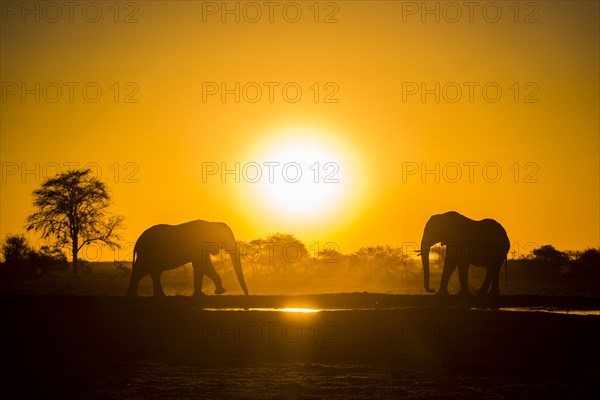 Two African elephants (Loxodonta africana) in backlight at a waterhole with setting sun
