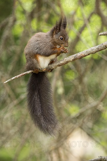 Eurasian red squirrel (Sciurus vulgaris)