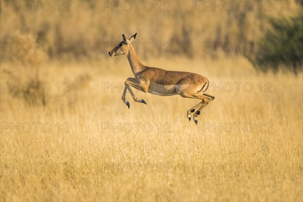 Impala (Aepyceros melampus)