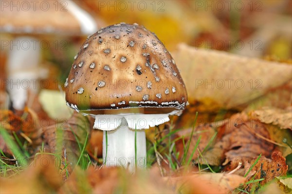 Panther cap or false blusher mushroom (Amanita pantherina)