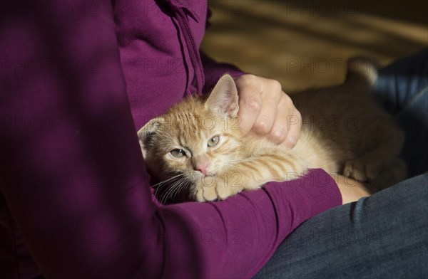 Young ginger tabby domestic cat