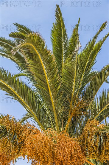 Date palm (Phoenix sp.)