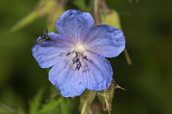 Meadow cranesbill (Geranium pratense)