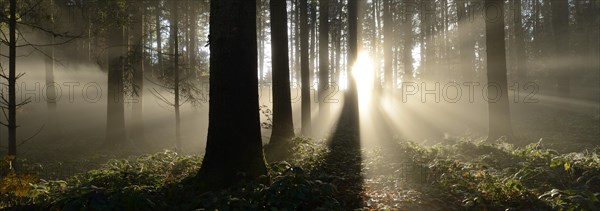 Autumnal fog mood in a mixed forest