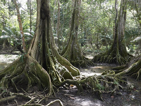 Buttress roots