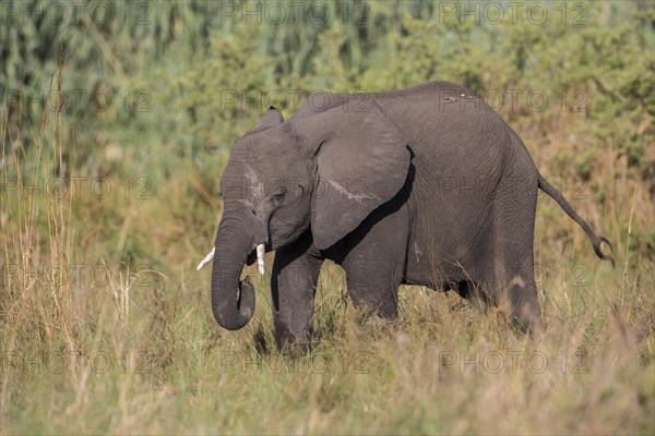 African Bush Elephant (Loxodonta africana)