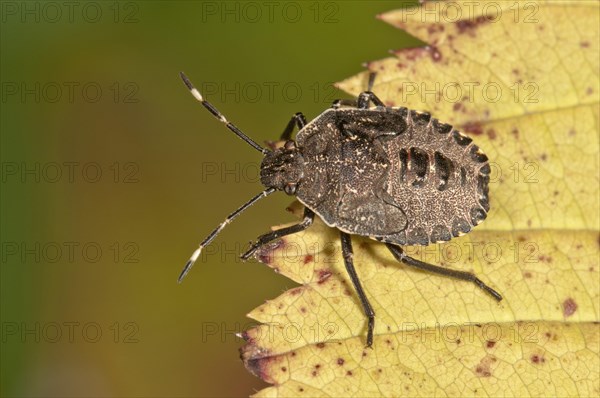 Mottled Shieldbug or Stink Bug (Rhaphigaster nebulosa)