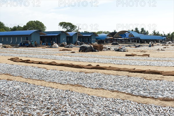 Fish is spread out to dry on the beach