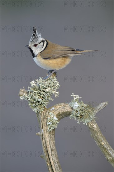 European Crested Tit (Lophophanes cristatus) perched on its song post