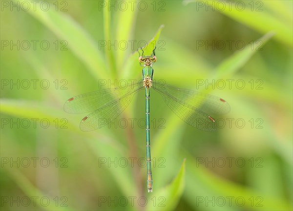 Emerald Spreadwing (Lestes dyas)