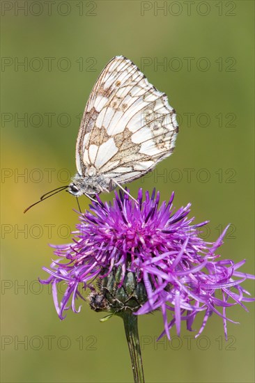 Marbled White (Melanargia galathea) on Brown Knapweed (Centaurea jacea)