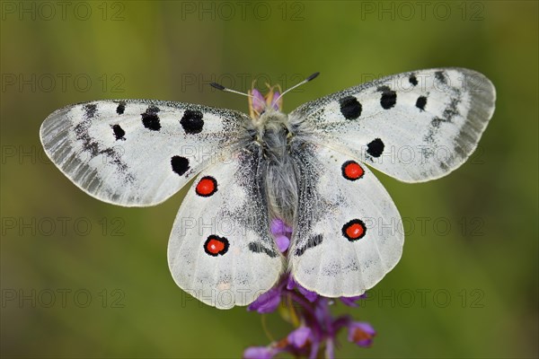 Apollo Butterfly (Parnassius apollo) on a Short-spurred Fragrant Orchid (Gymnadenia odoratissima)