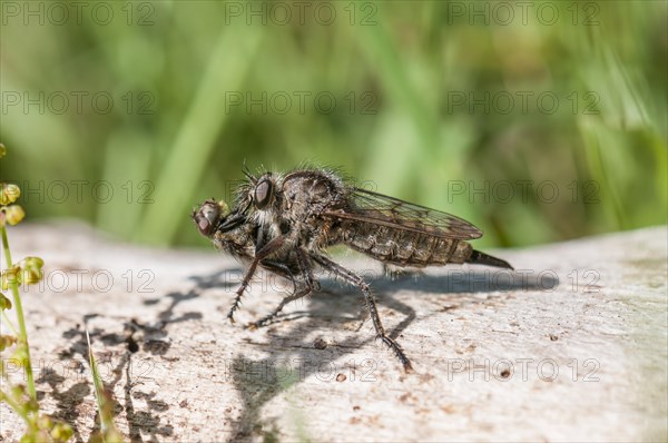 Robber fly (Erax barbatus)