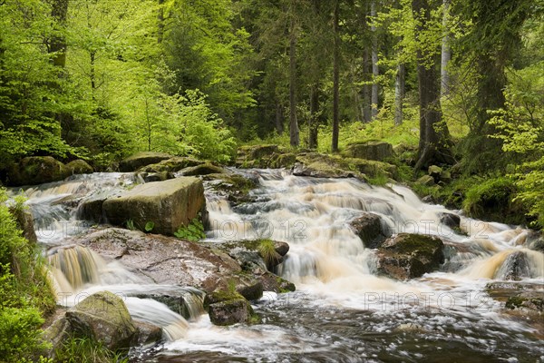 Unterer Bodefall cascade in the Warme Bode mountain river