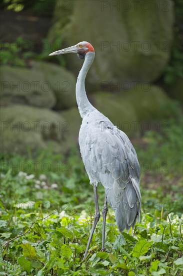 Brolga (Grus rubicunda)