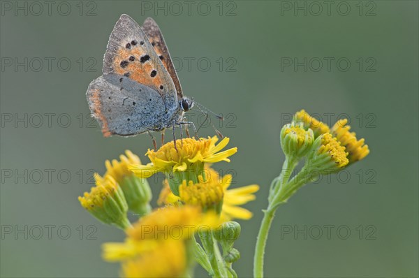 Small Copper (Lycaena phlaeas)