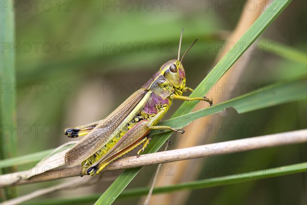 Large Marsh Grasshopper (Stethophyma grossum)