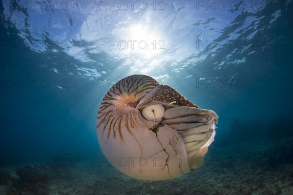 Nautilus (Nautilus belauensis)