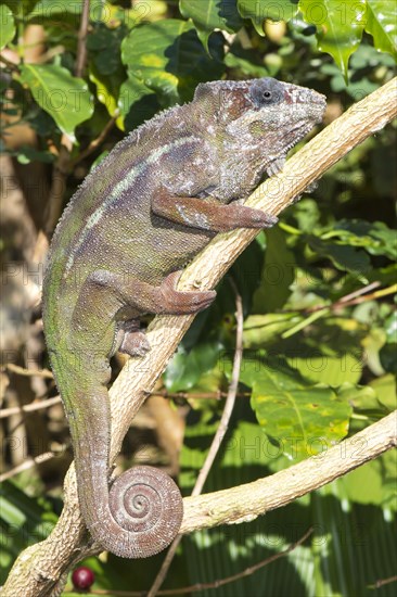 Panther Chameleon (Furcifer pardalis)