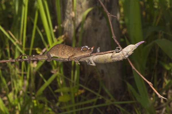 Blade Chameleons (Calumma gallus)