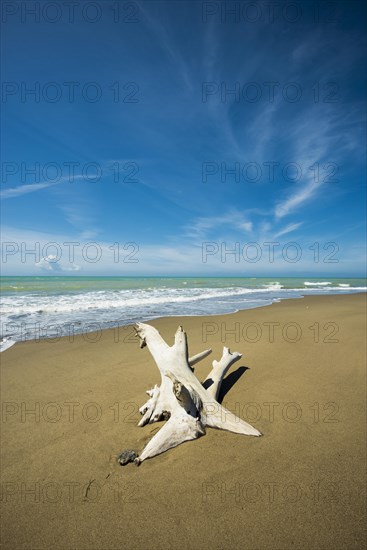 Driftwood