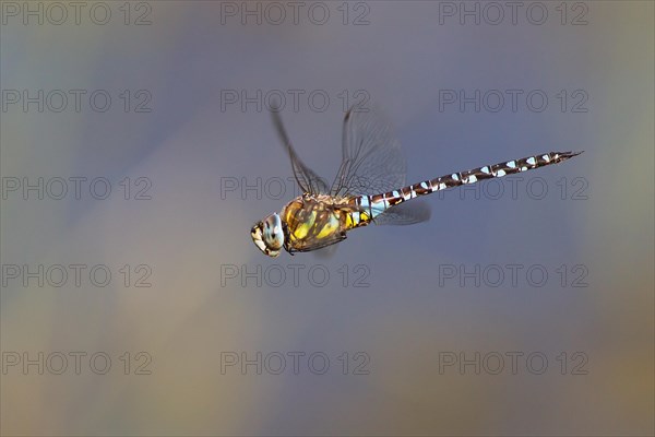 Migrant Hawker (Aeshna mixta) in flight