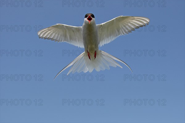Arctic tern (Sterna paradisaea) calling in flight