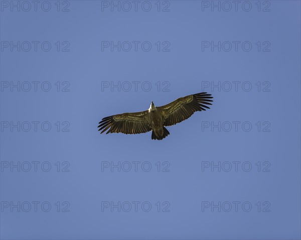 Griffon vulture (Gyps fulvus) in flight