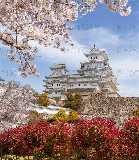 Blossoming cherry trees