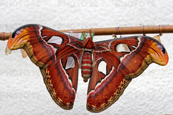 Atlas moth (Attacus atlas)