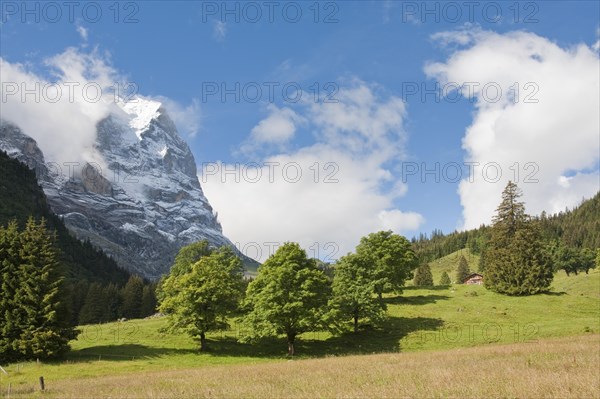 Green pasture with scattered trees