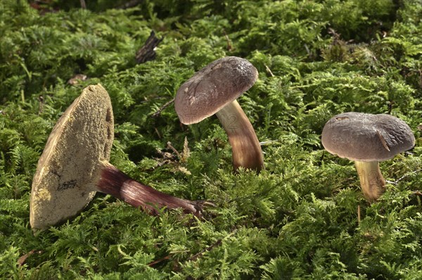 Red Cracking Bolete (Xerocomus chrysenteron)