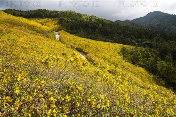 Road through fields of Tree marigold