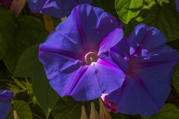 Blue morning glory (Ipomoea indica)
