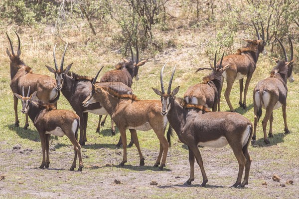 Rappenantelope (Hippotragus niger)