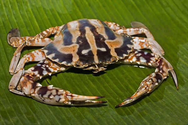 Blue swimmer crab (Portunus pelagicus)