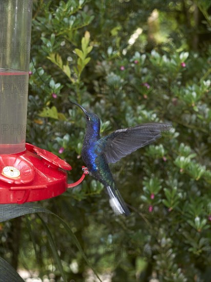 Violet Sabrewing (Campylopterus hemileucurus)