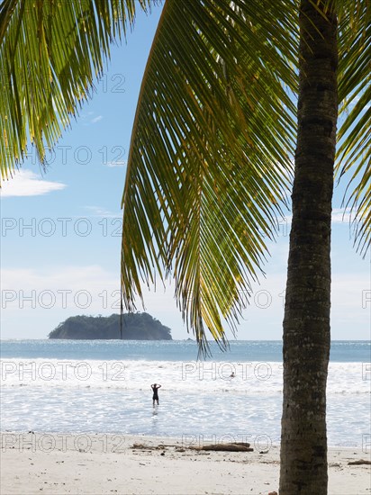 Palm tree on the beach