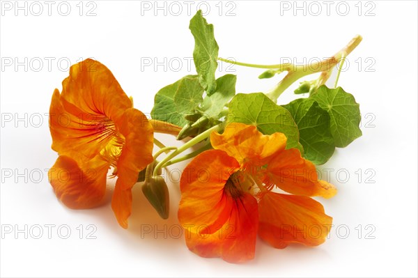 Fresh nasturtium flowers and leaves