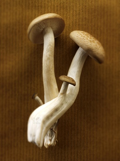 Organic Hon-Shimeji mushrooms