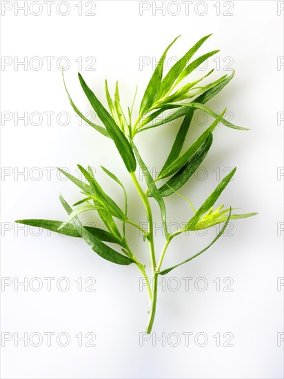 Fresh Tarragon leaves