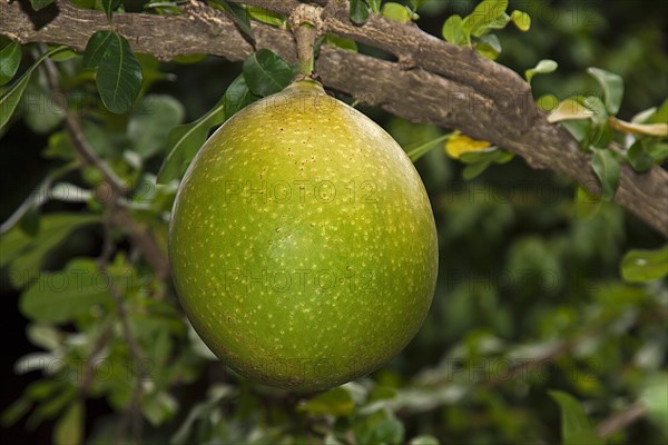 Pomelo fruit (Citrus maxima