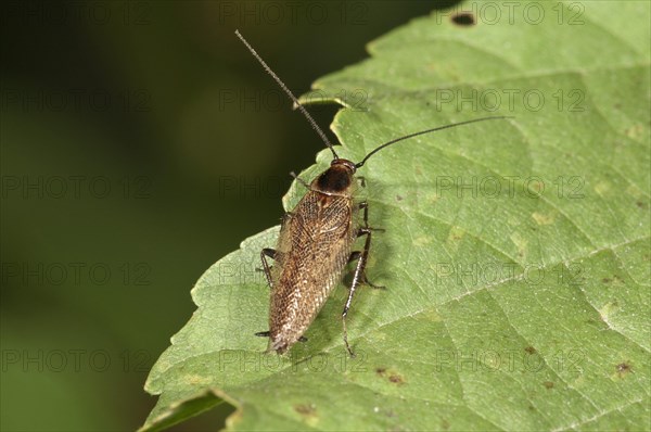 Dusky Cockroach (Ectobius lapponicus) Untergroeningen