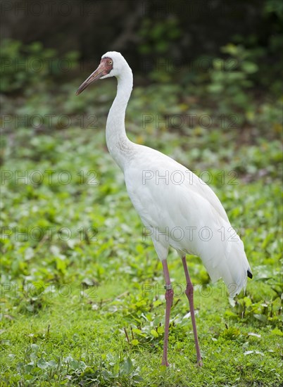 Siberian Crane