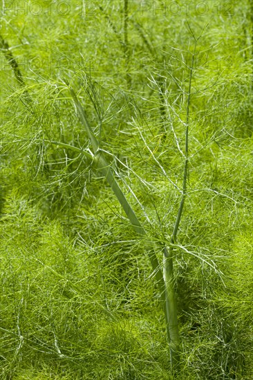 Fennel (Foeniculum vulgare)