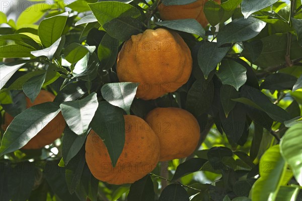 Ripe Bitter oranges (Citrus aurantium) on branch
