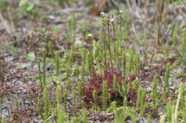 Round-leaved Sundew (Drosera rotundifolia)