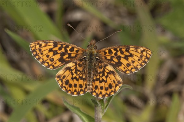 Small Pearl-bordered Fritillary (Boloria selene)